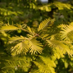 Metasequoia Glyptostroboides Gold Rush