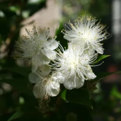 Myrtus Communis - Myrte Commun