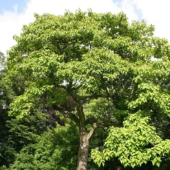 Paulownia Tomentosa - Arbre Impérial