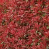 Photinia Fraseri Carré Rouge