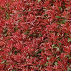 Photinia Fraseri Carré Rouge