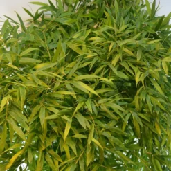 Phyllostachys Nigra Boryana - Bambou Géant