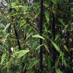 Bambou Noir - Phyllostachys Nigra