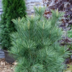 Pin De L'Himalaya - Pinus Wallichiana Densa Hill
