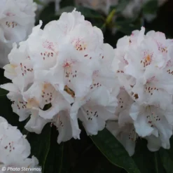 Rhododendron Boddaertianum - Grand Rhododendron