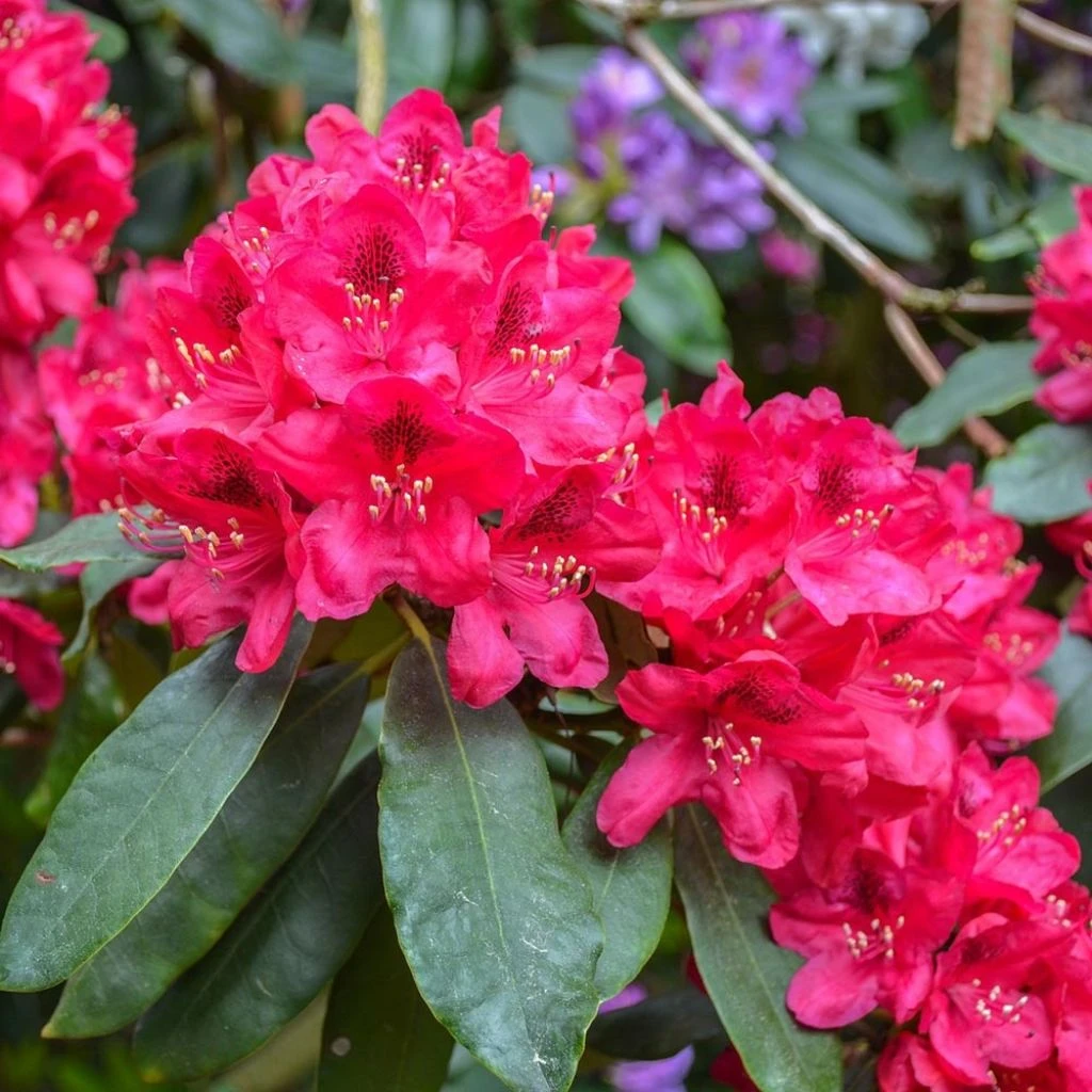 Rhododendron Hybride Lord Roberts