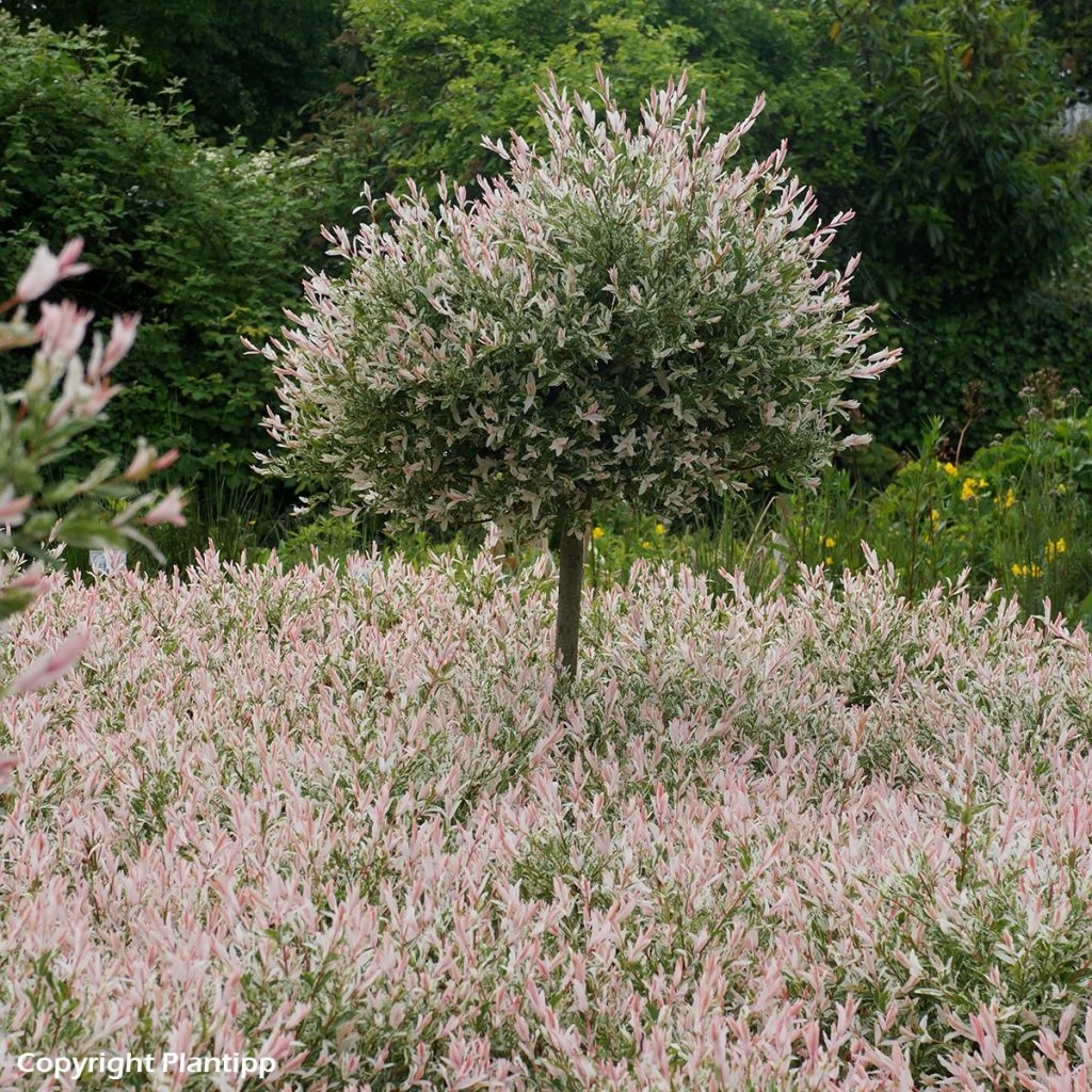 Saule Crevette - Salix Integra Flamingo