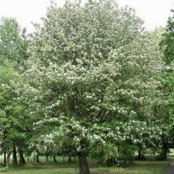 Sorbier, Alisier - Sorbus Intermedia Brouwers