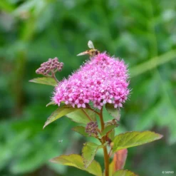 Spiraea Japonica Merlo Green - Spirée Japonaise