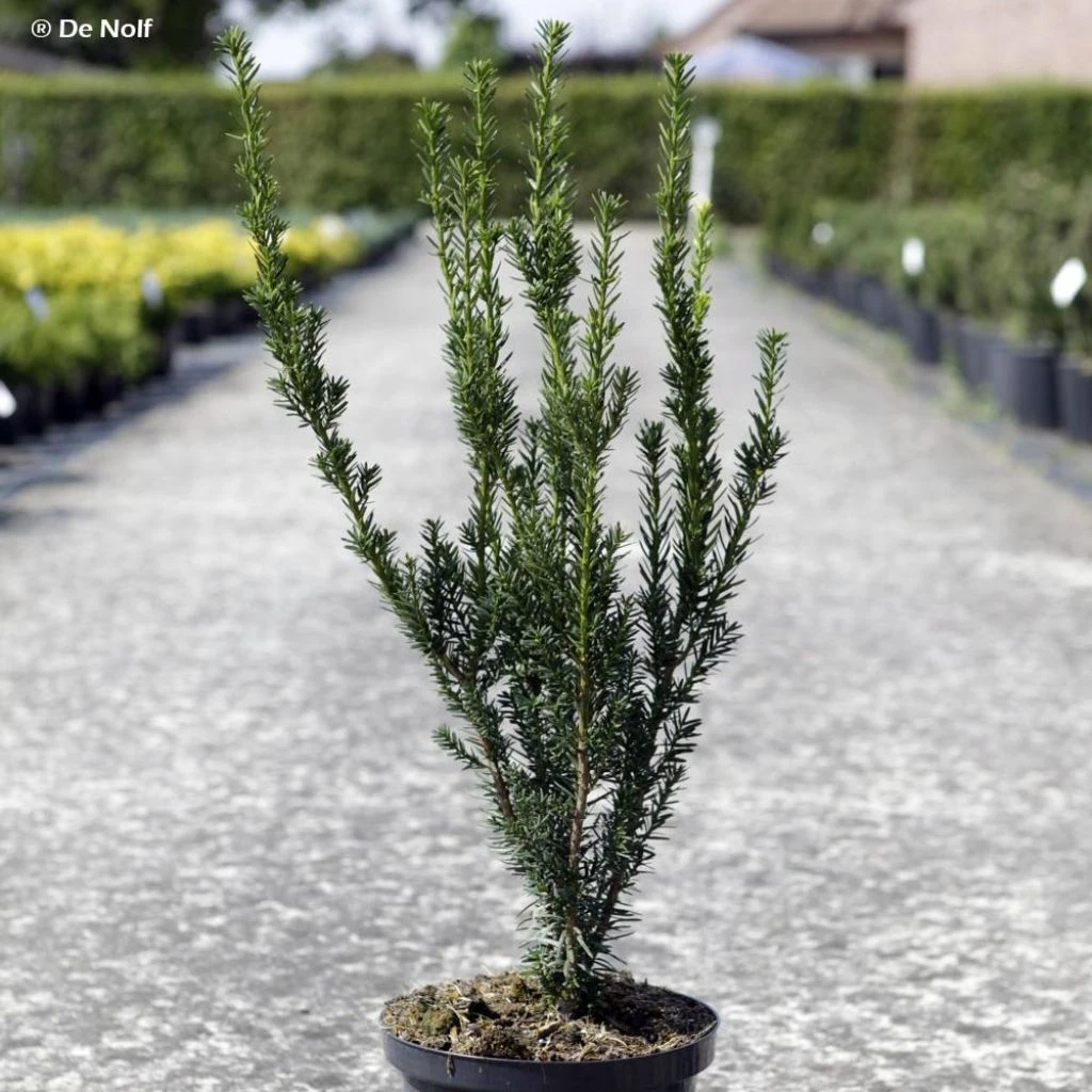 Taxus Media Hillii - If Hybride