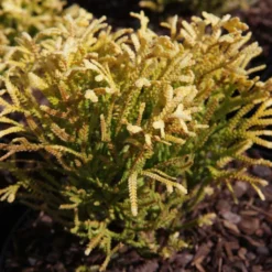 Thuya Du Japon - Thujopsis Dolobrata Solar Flare