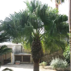 Washingtonia Filifera - Palmier à Jupon
