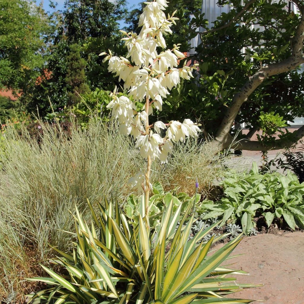 Yucca Filamentosa Colour Guard - Yucca Filamenteux Panaché