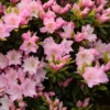 Azalée Du Japon Al's Picotee - Rhododendron Hybride