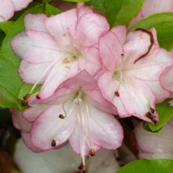 Azalée Du Japon Peggy Ann - Rhododendron Kaempferi