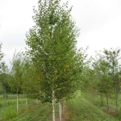 Bouleau Noir - Betula Nigra Heritage