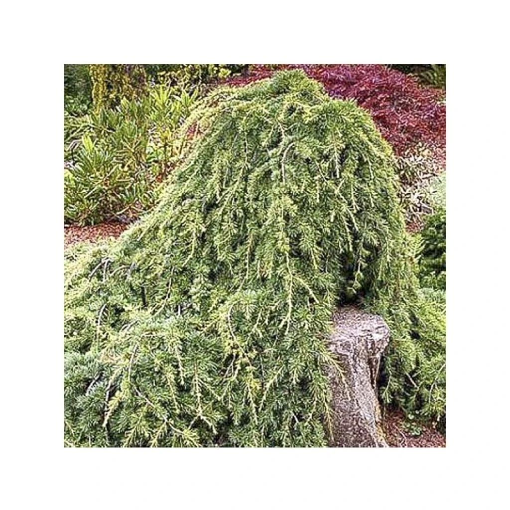 Cèdre De L'Atlas - Cedrus Libani Atlantica Sargentii