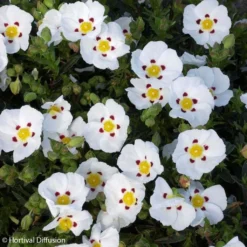 Ciste Du Portugal - Cistus X Lusitanicus Decumbens