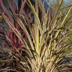 Cordyline Banksii Electric Flash - Cordyline