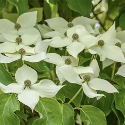 Cornus Kousa Robert's Select - Cornouiller Du Japon