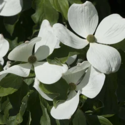 Cornus Kousa Venus - Cornouiller Du Japon Blanc