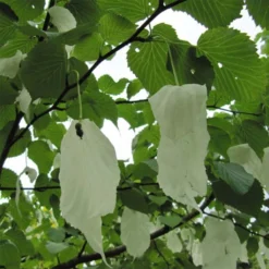 Arbre à Mouchoir - Davidia Involucrata