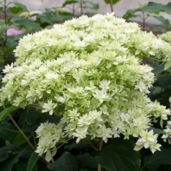 Hortensia Arborescens Hayes Starbust