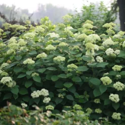 Hortensia Arborescens Lime Rickey