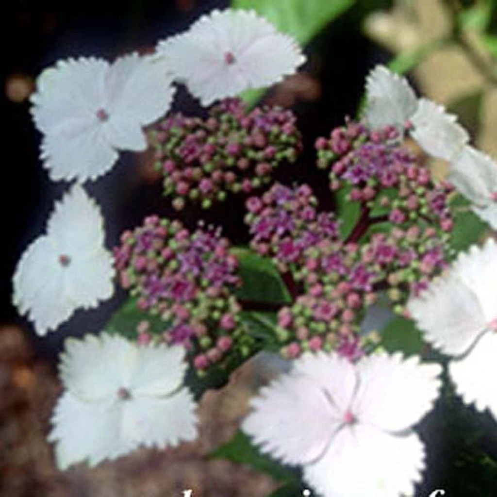 Hortensia - Hydrangea Serrata Nadesiko