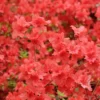Azalée Japonaise Orange Beauty - Rhododendron Hybride - Pot De 4L/5L