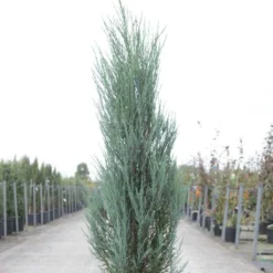 Genévrier De Virginie -Juniperus Scopulorum Blue Arrow