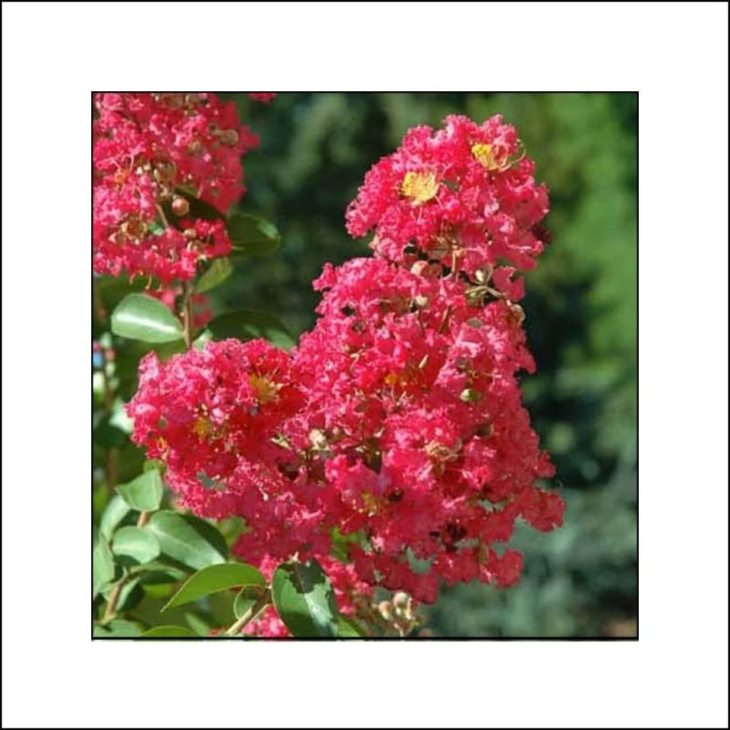 Lagerstroemia Indica Rubra - Lilas Des Indes