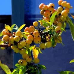 Pommier D'ornement - Malus Golden Hornet