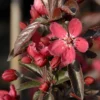 Pommier D'ornement - Malus Dark Rosaleen