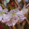 Cerisier à Fleurs - Prunus Pandora