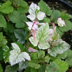 Rubus Microphyllus Variegatus - Ronce D'ornement Panachée