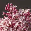 Lilas De Chine - Syringa Microphylla Superba