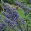 Vitex Agnus-castus Delta Blues - Gattilier