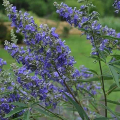 Vitex Agnus-castus Delta Blues - Gattilier